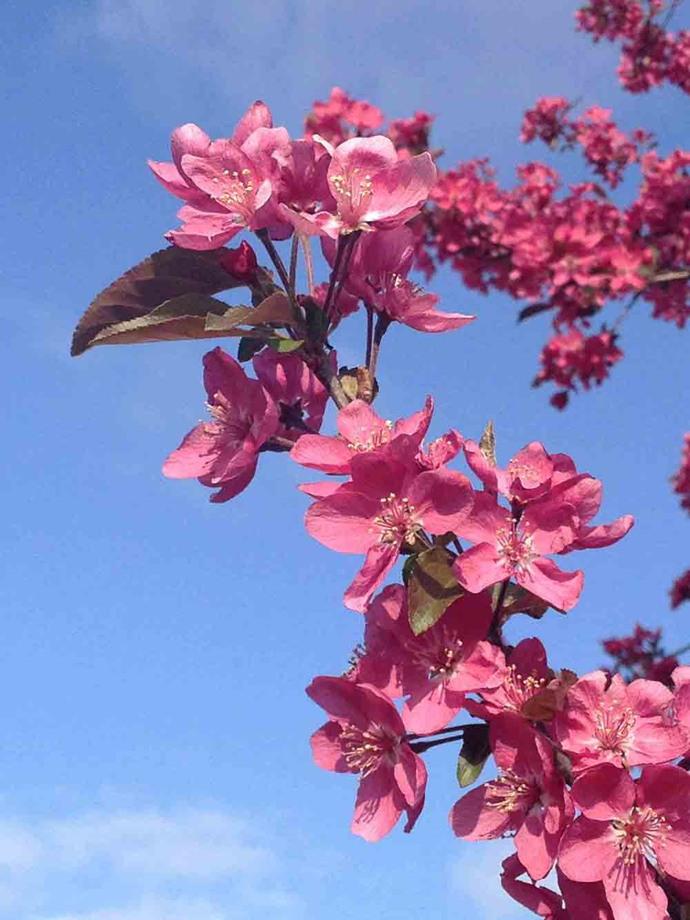 Flowering crabapple flowers