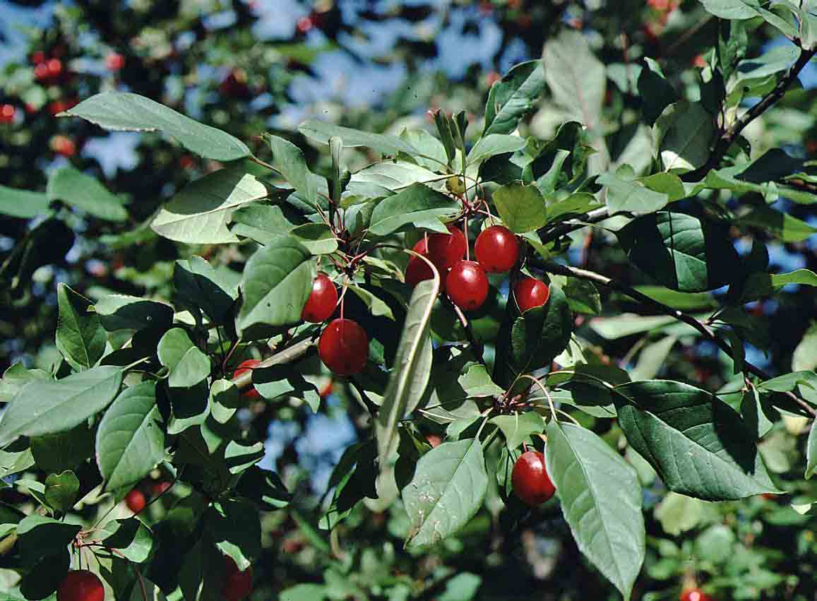 Flowering crabapple leaves and fruit