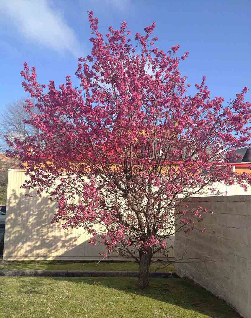 Flowering crabapple tree in bloom