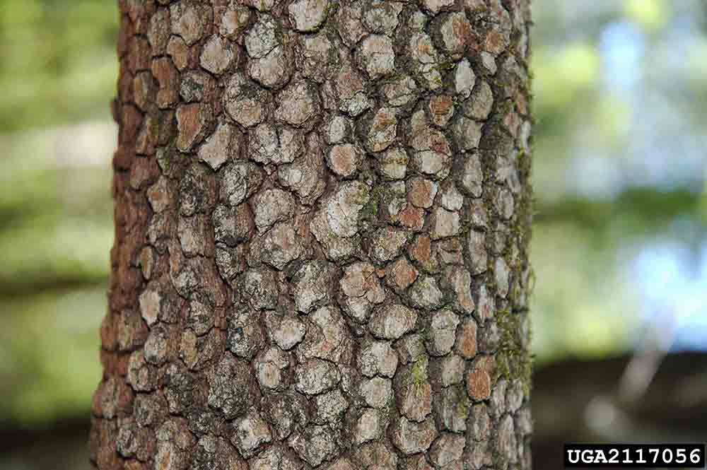 Flowering dogwood bark on trunk