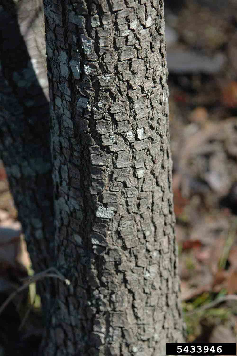 Flowering dogwood bark on trunk