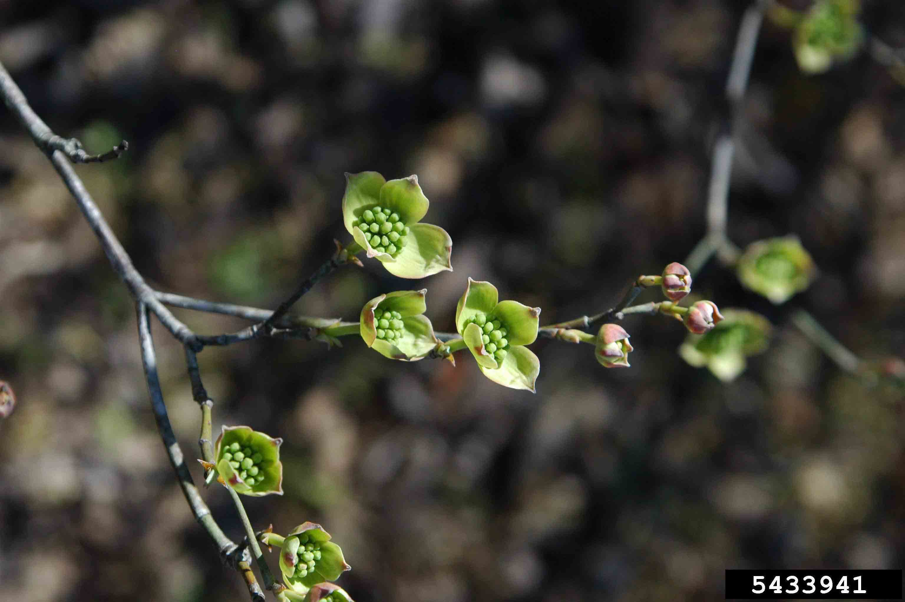 Flowering dogwood flowers
