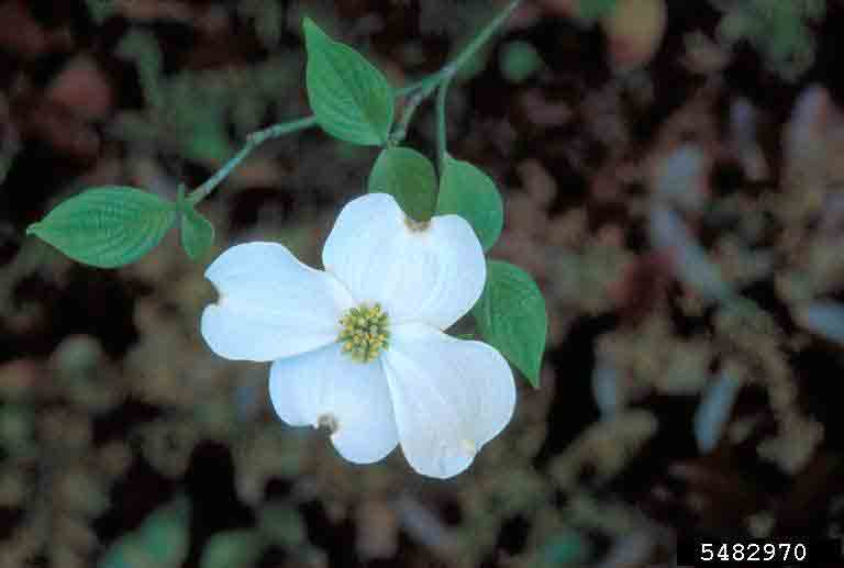 Flowering dogwood flower and new leaves