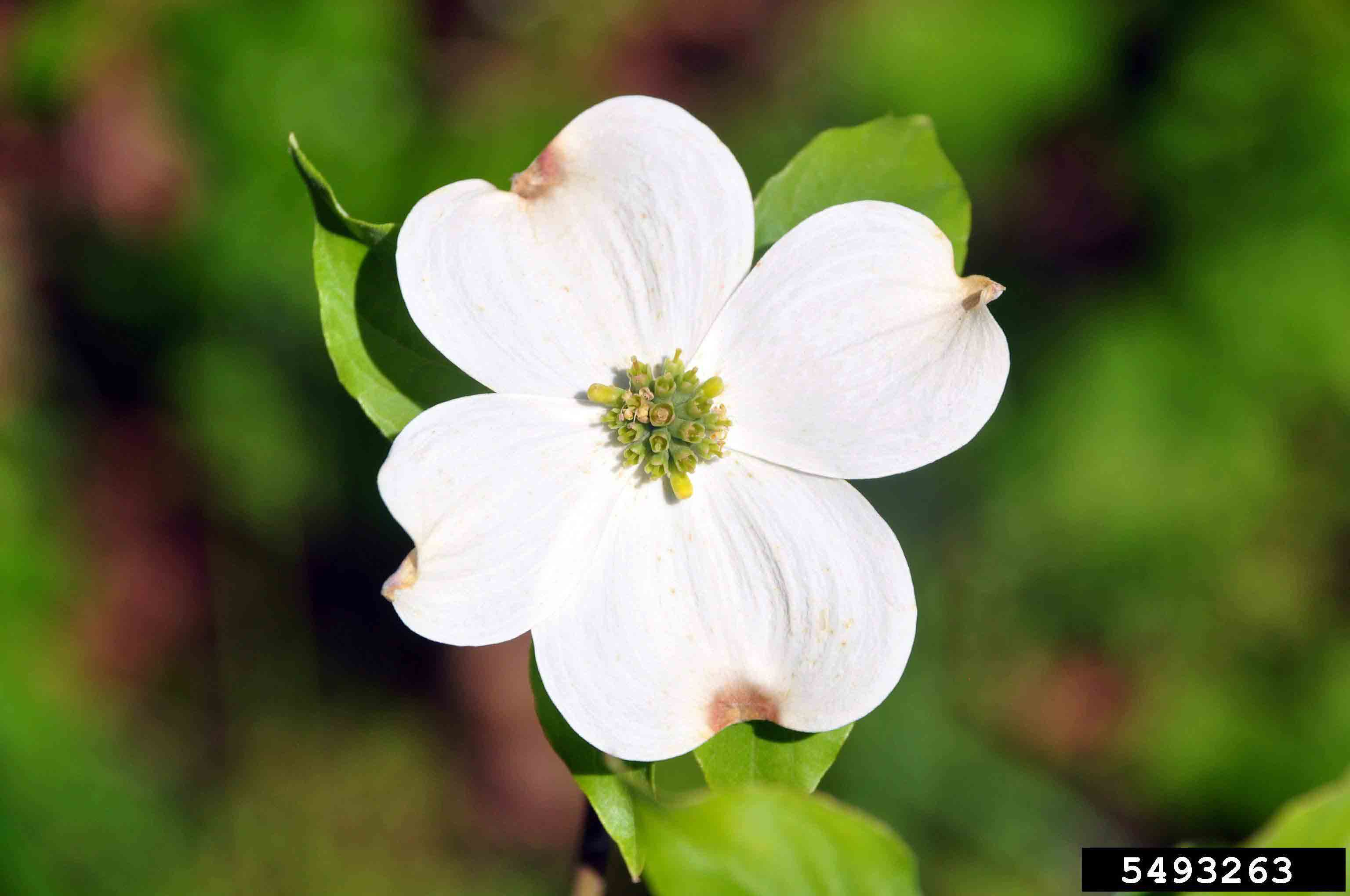 Flowering dogwood flower