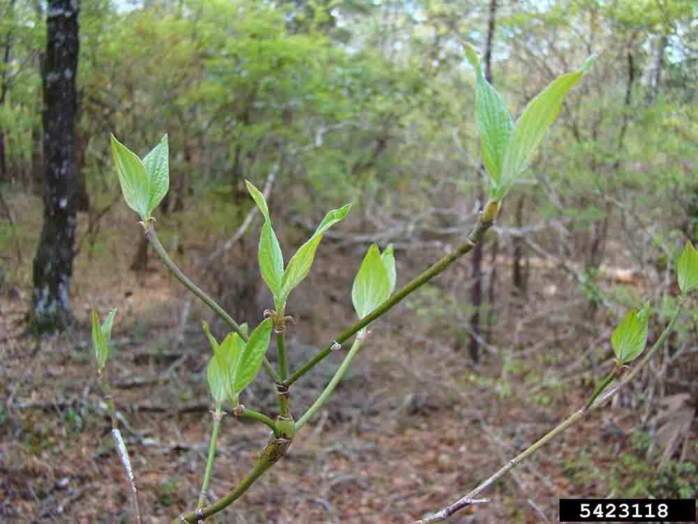Flowering dogwood leaves, with opposite arrangement and untoothed margins