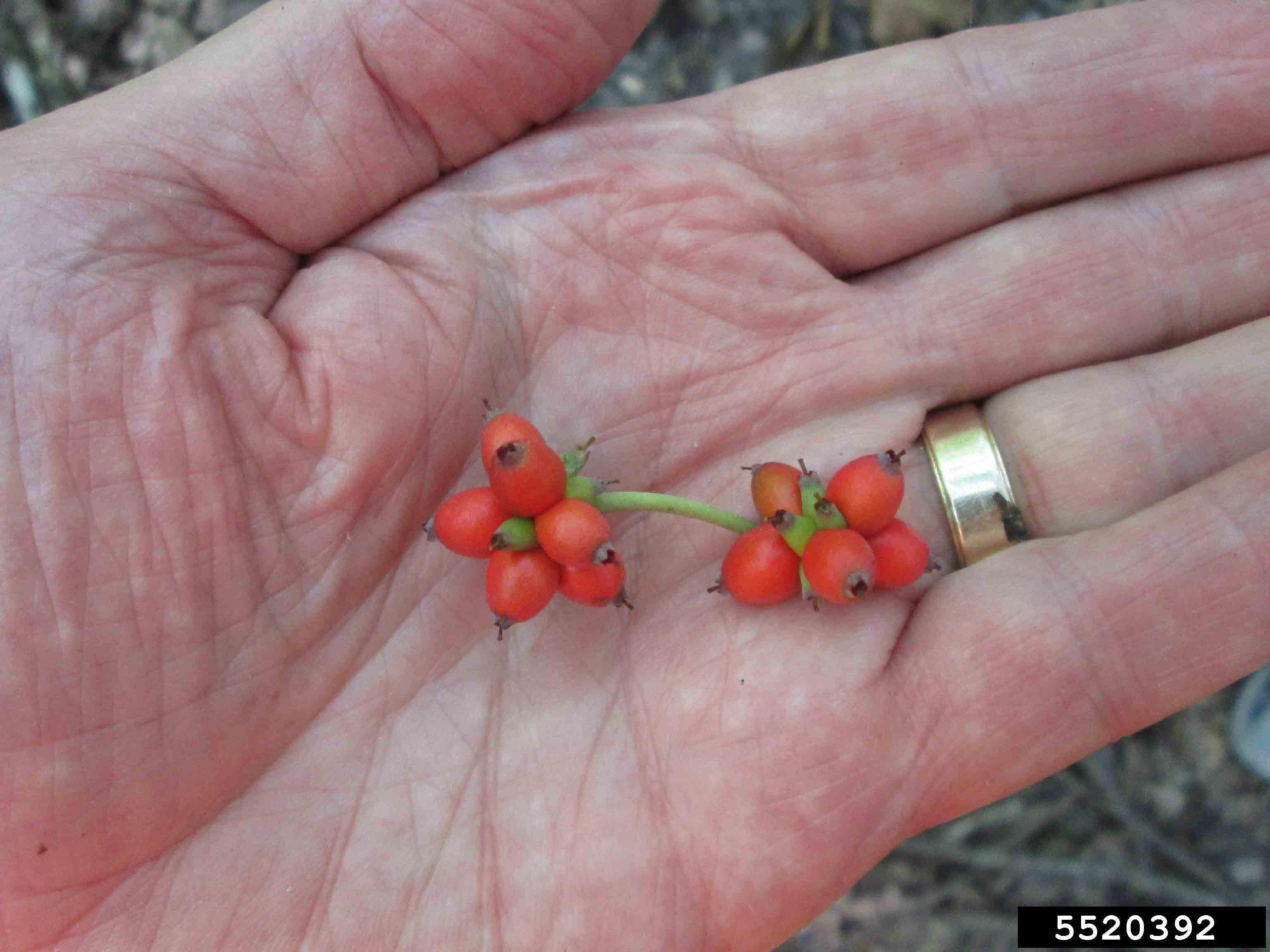 Flowering dogwood fruit
