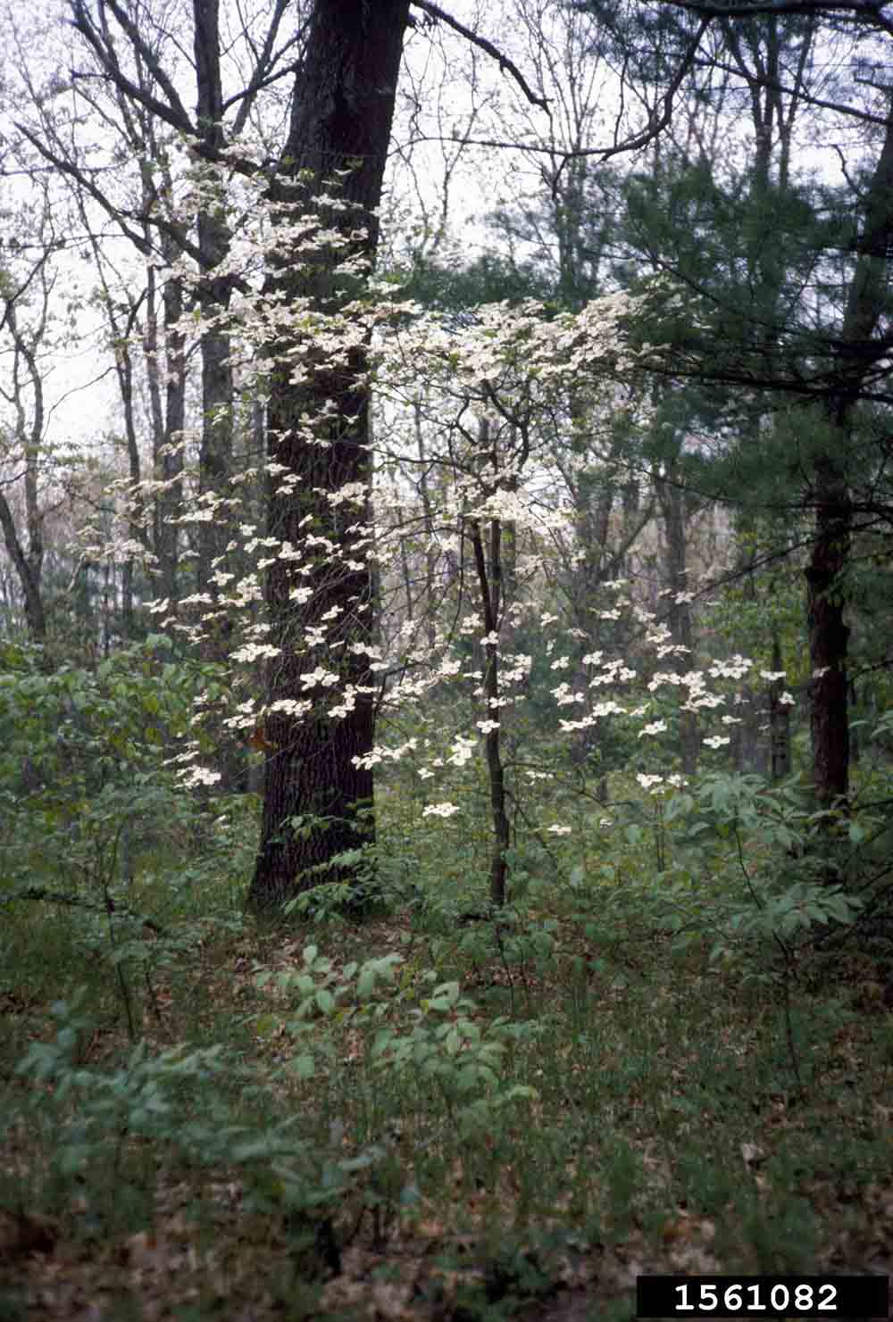 Flowering dogwood tree in bloom in the woods