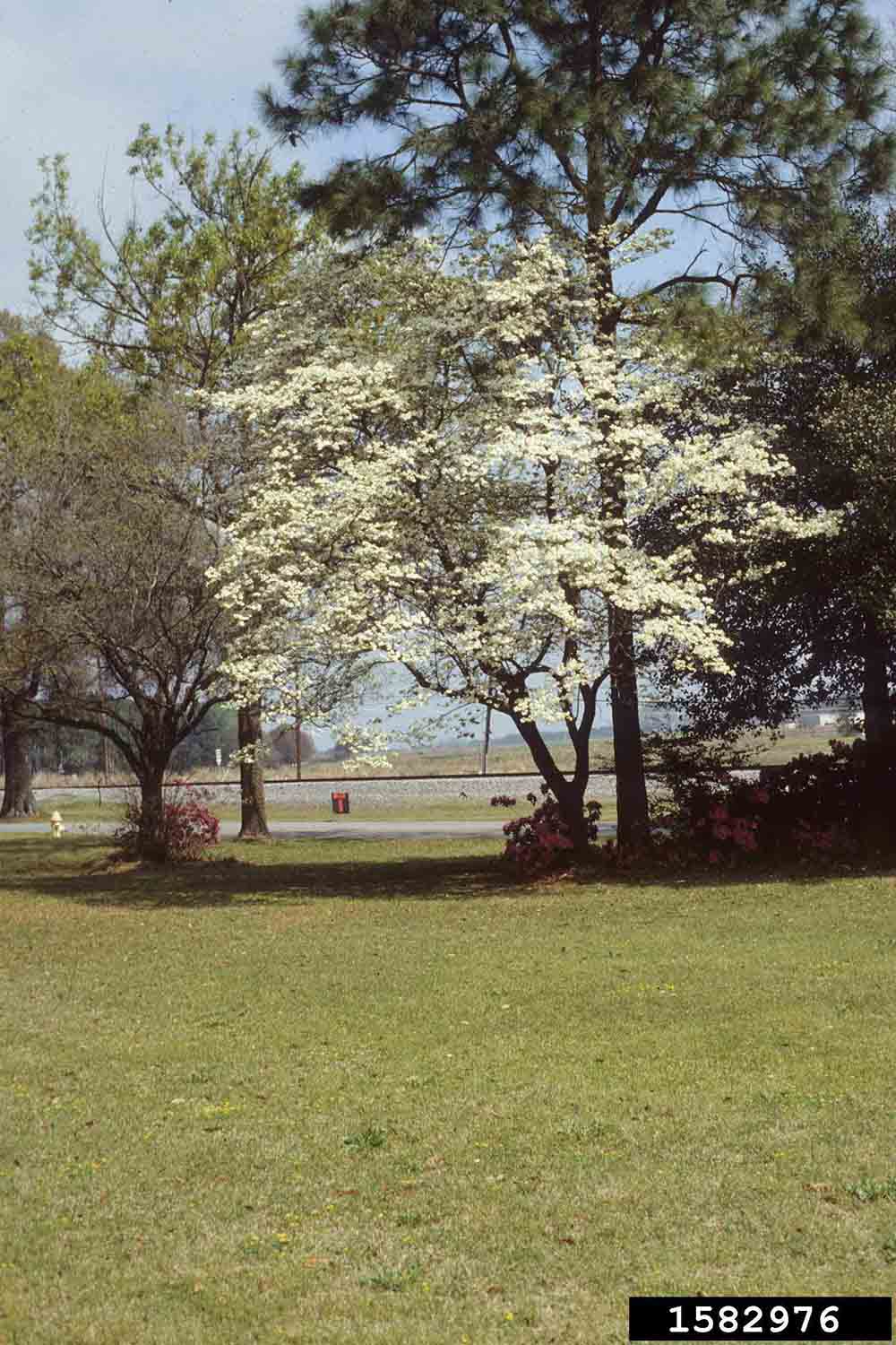 Flowering dogwood in bloom