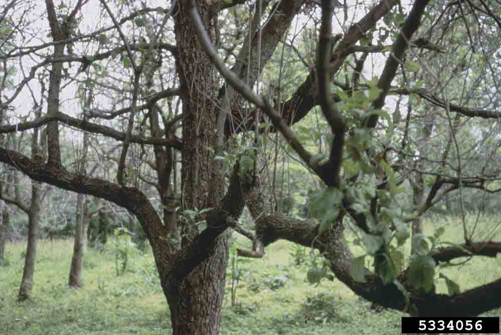 Flowering dogwood branching habit