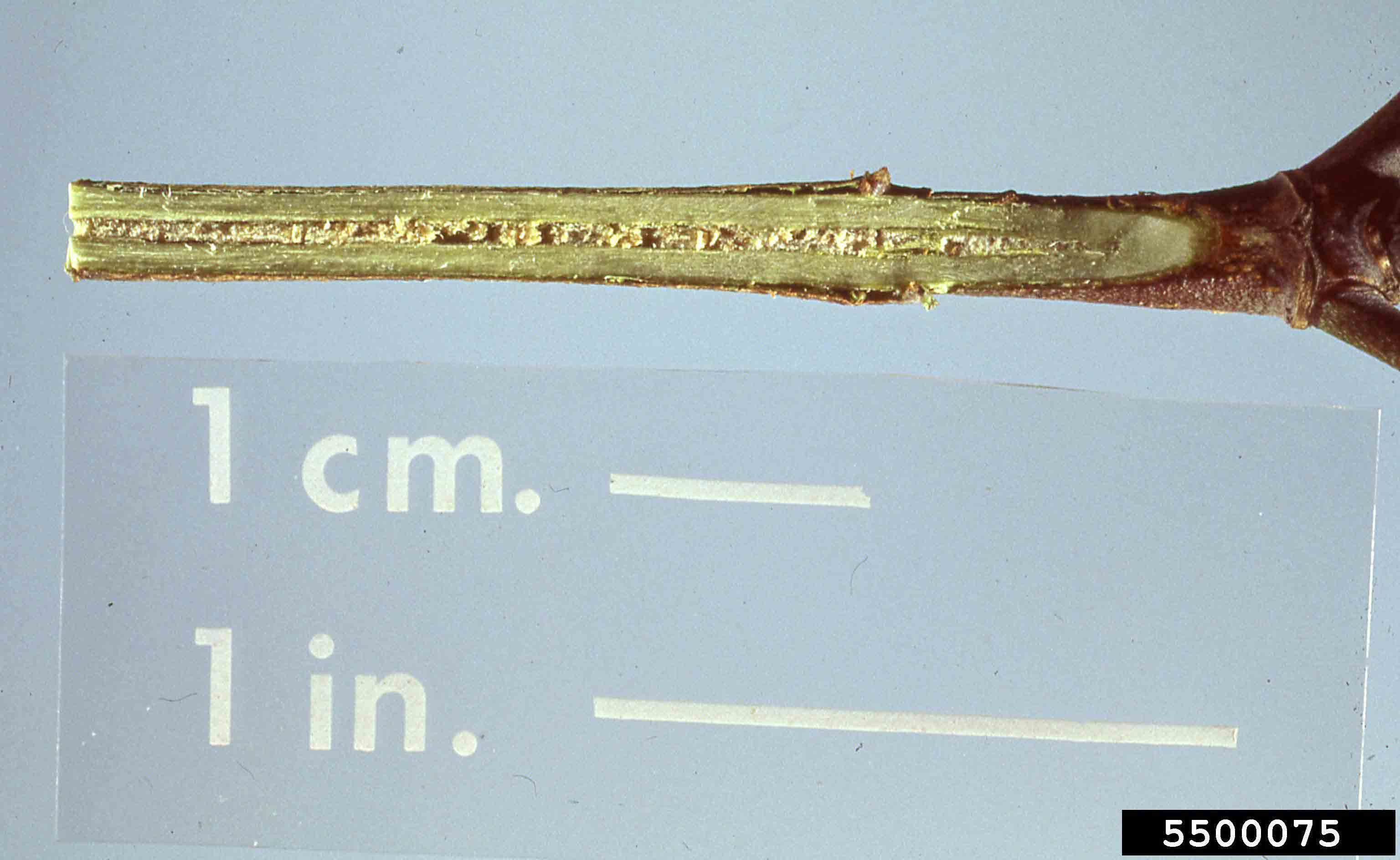 Flowering dogwood stem pith