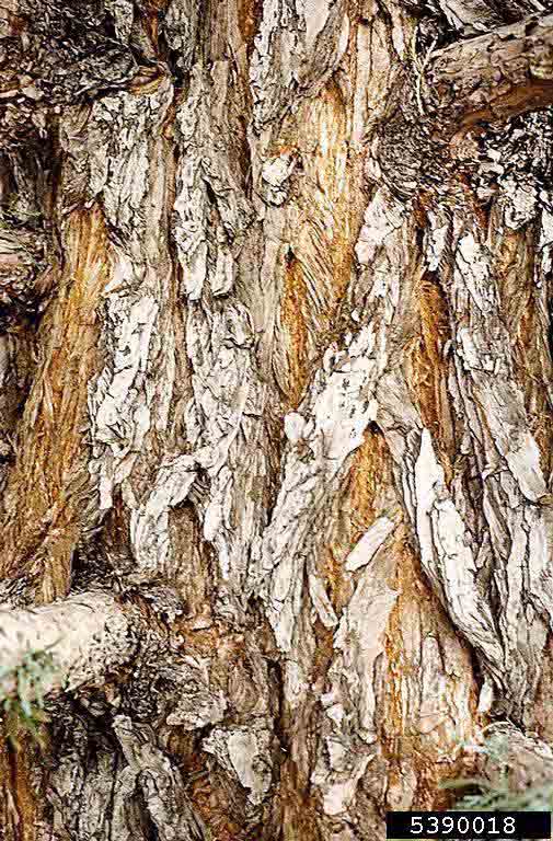 Giant sequoia bark on trunk