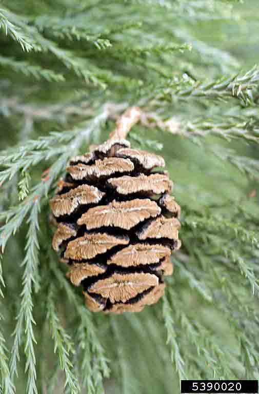 Giant sequoia cone, 3" long