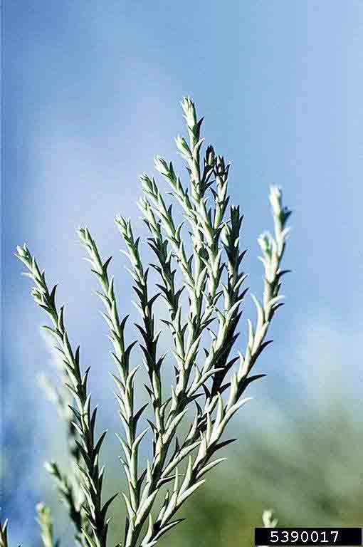 Giant sequoia foliage