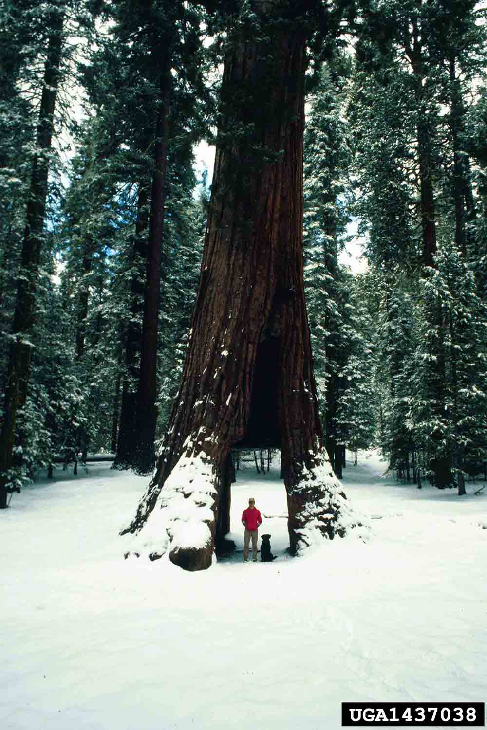 Giant sequoia tree