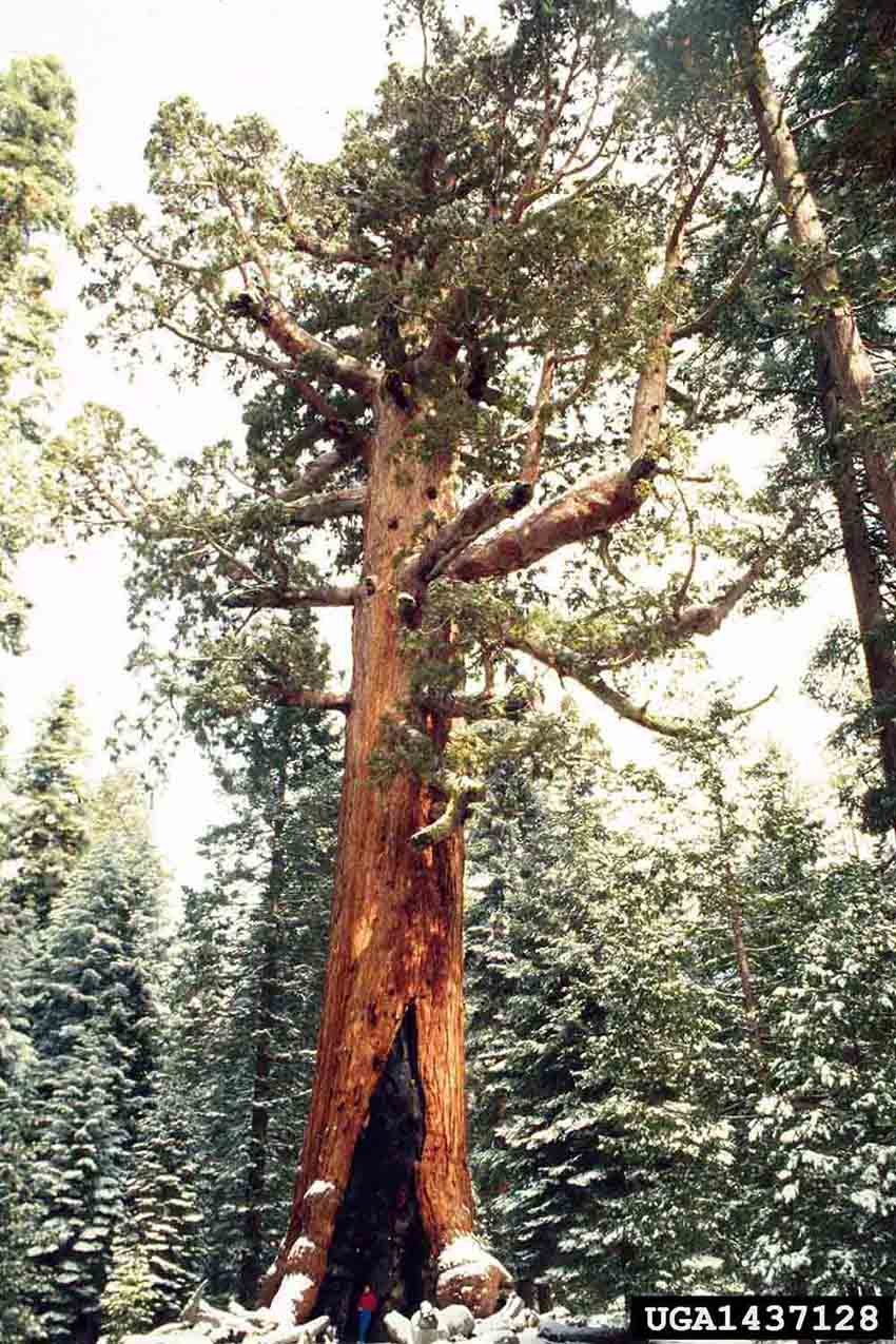 Giant sequoia tree