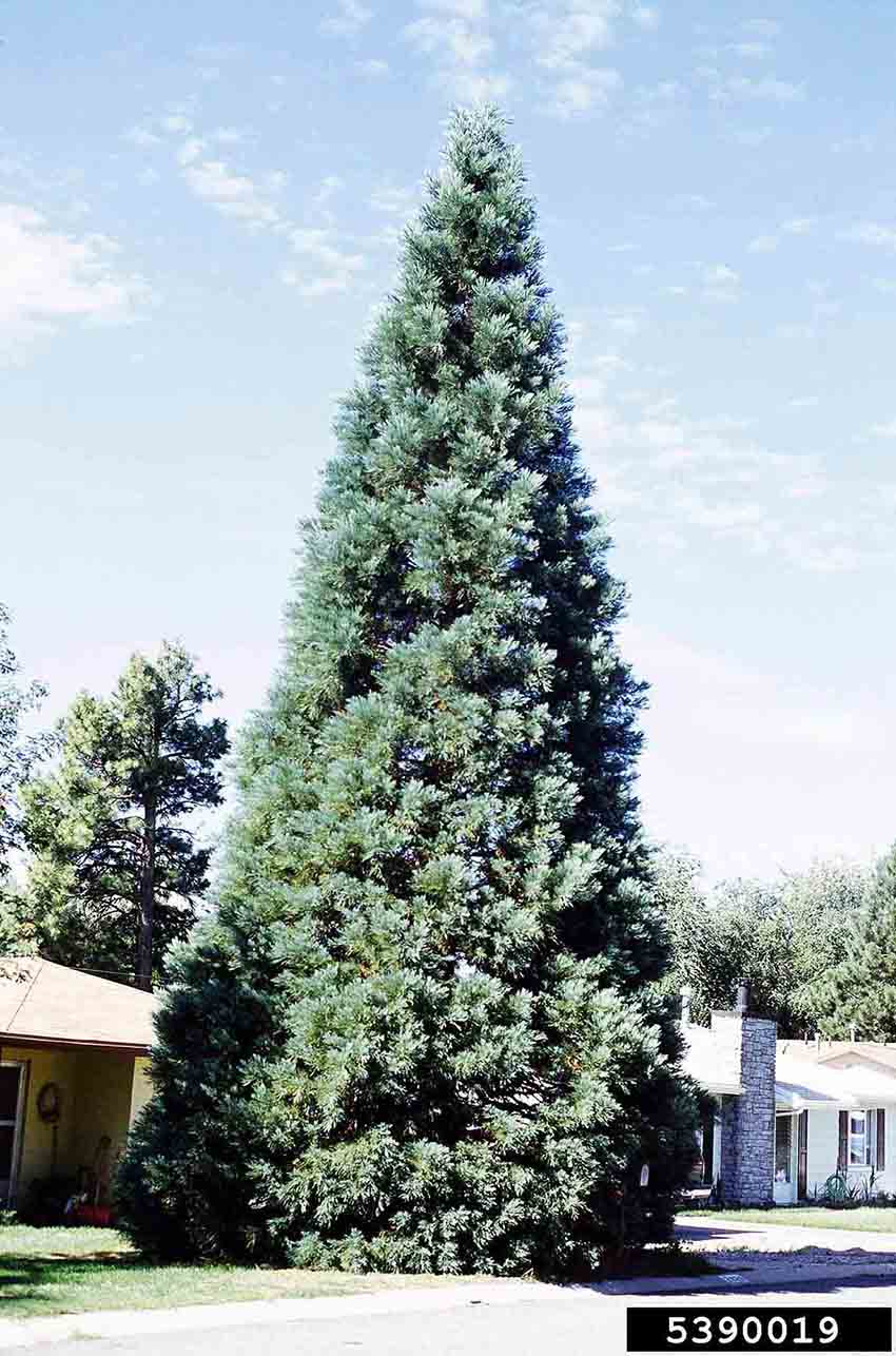 Giant sequoia tree