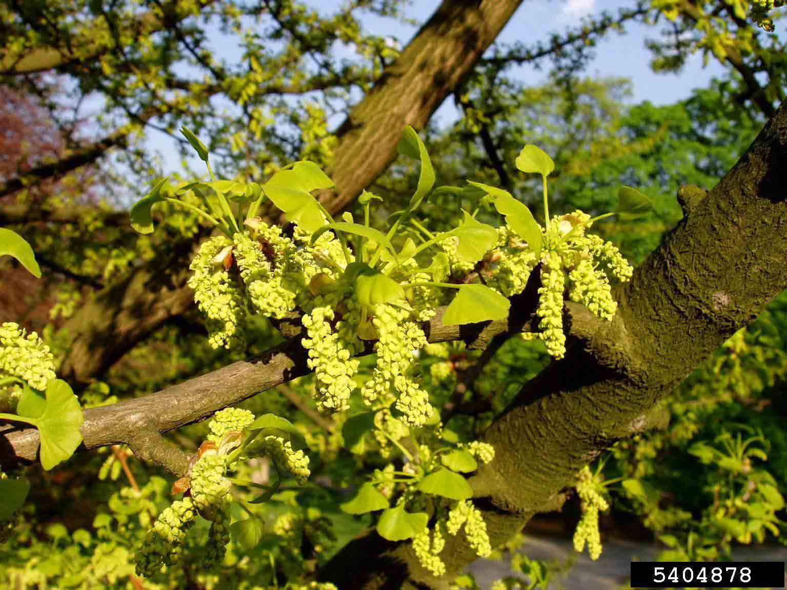 Ginkgo flowers, male
