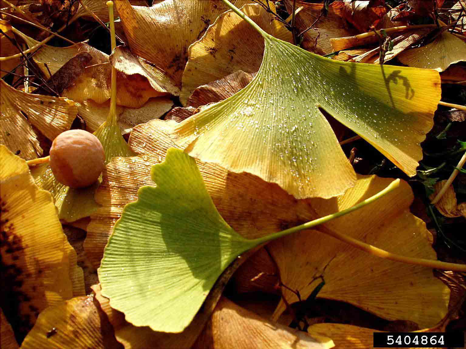 Ginkgo leaves and fruit, fall