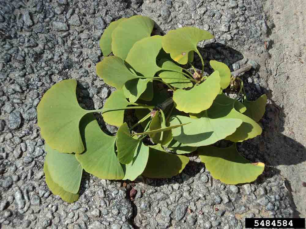 Ginkgo leaves