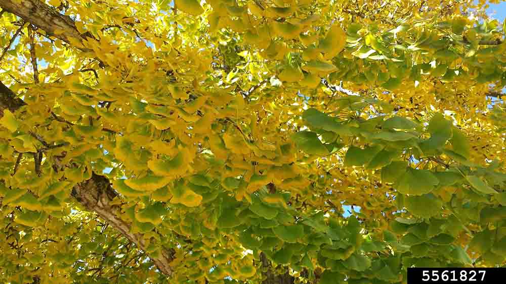Ginkgo foliage, fall