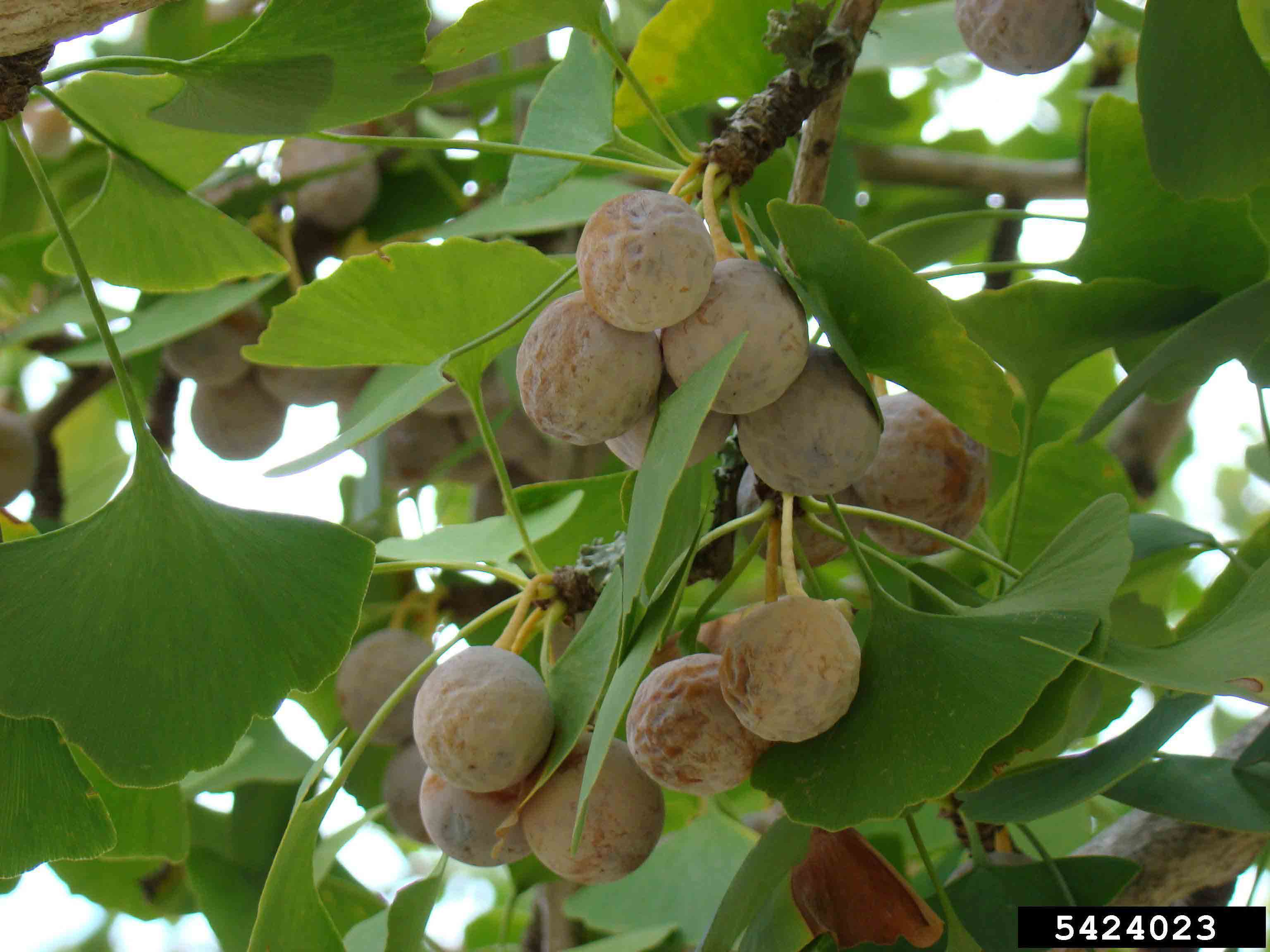 Ginkgo fruit