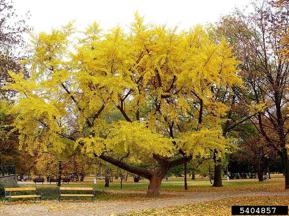 Ginkgo tree, fall