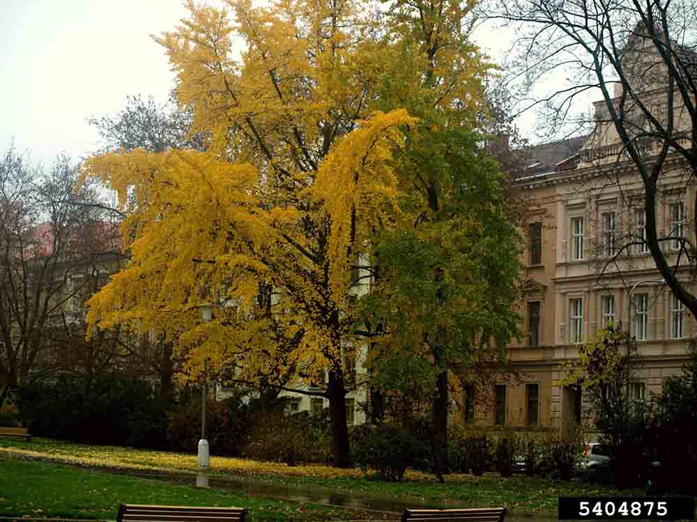 Ginkgo tree, fall