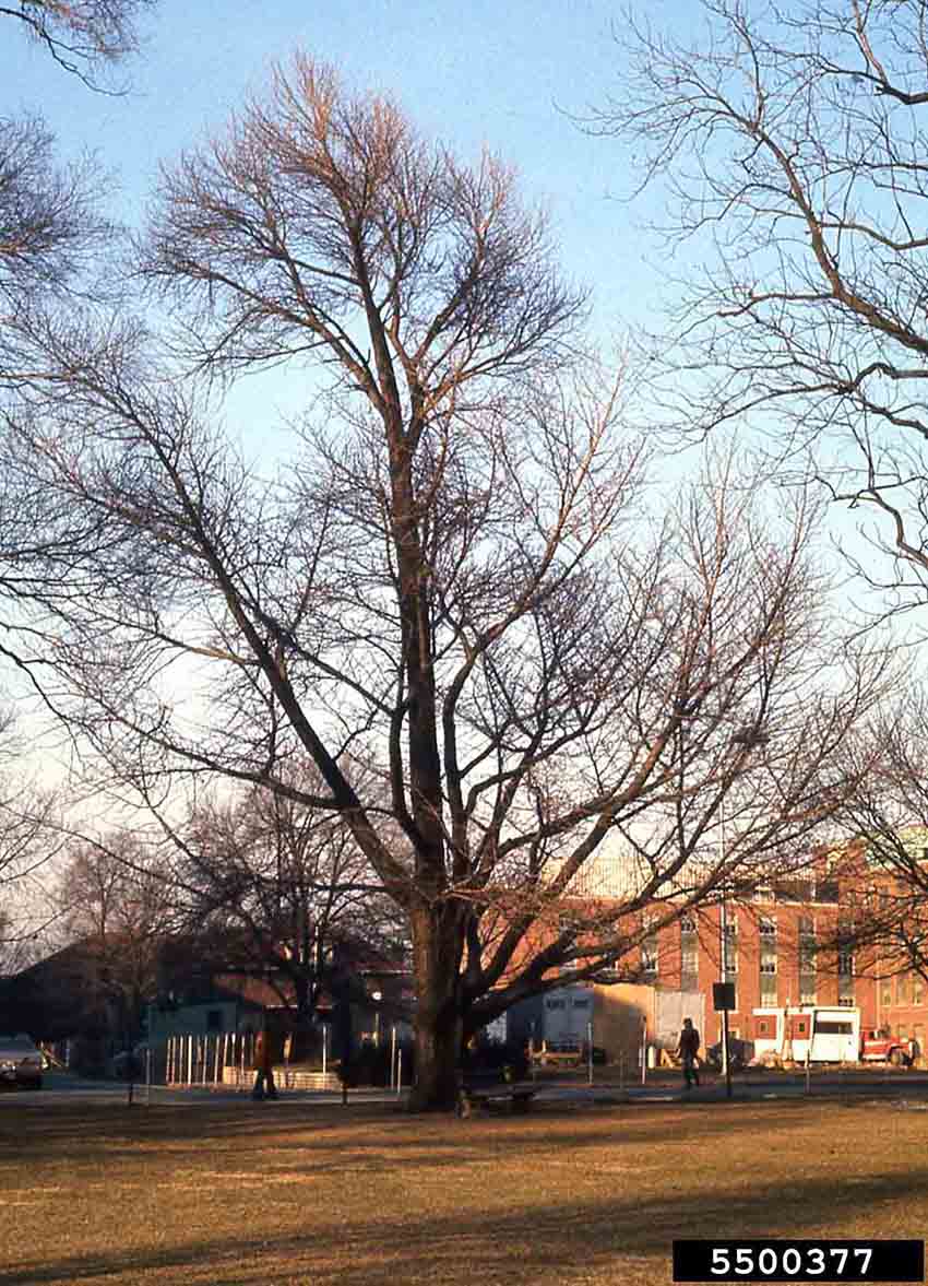 Ginkgo tree, winter