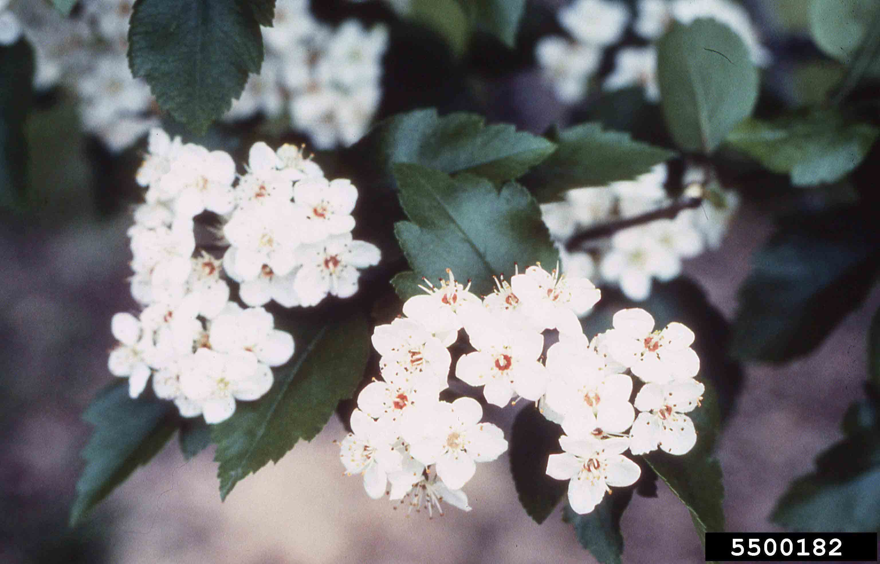 Glossy hawthorn flowers and leaves, with slight lobes and coarse teeth