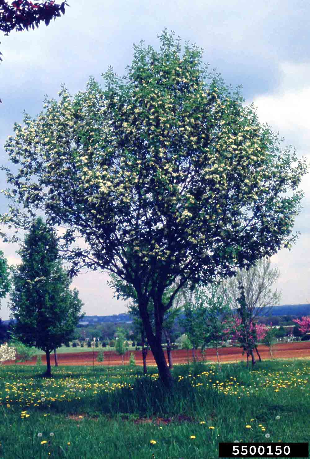 Glossy hawthorn tree in bloom