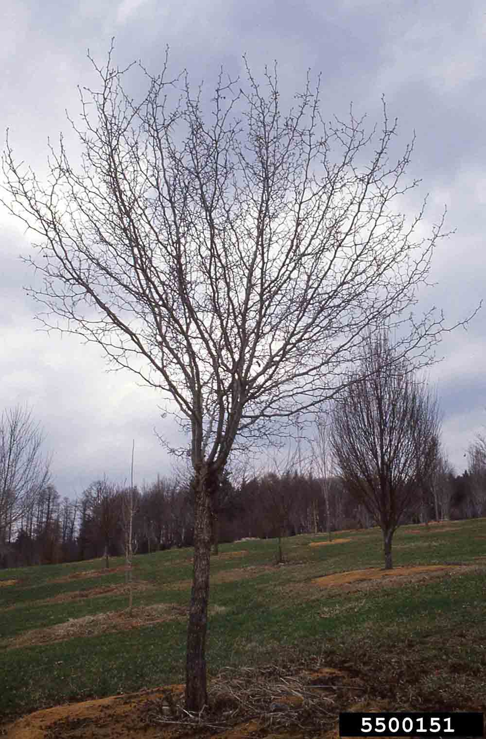 Glossy hawthorn tree, winter