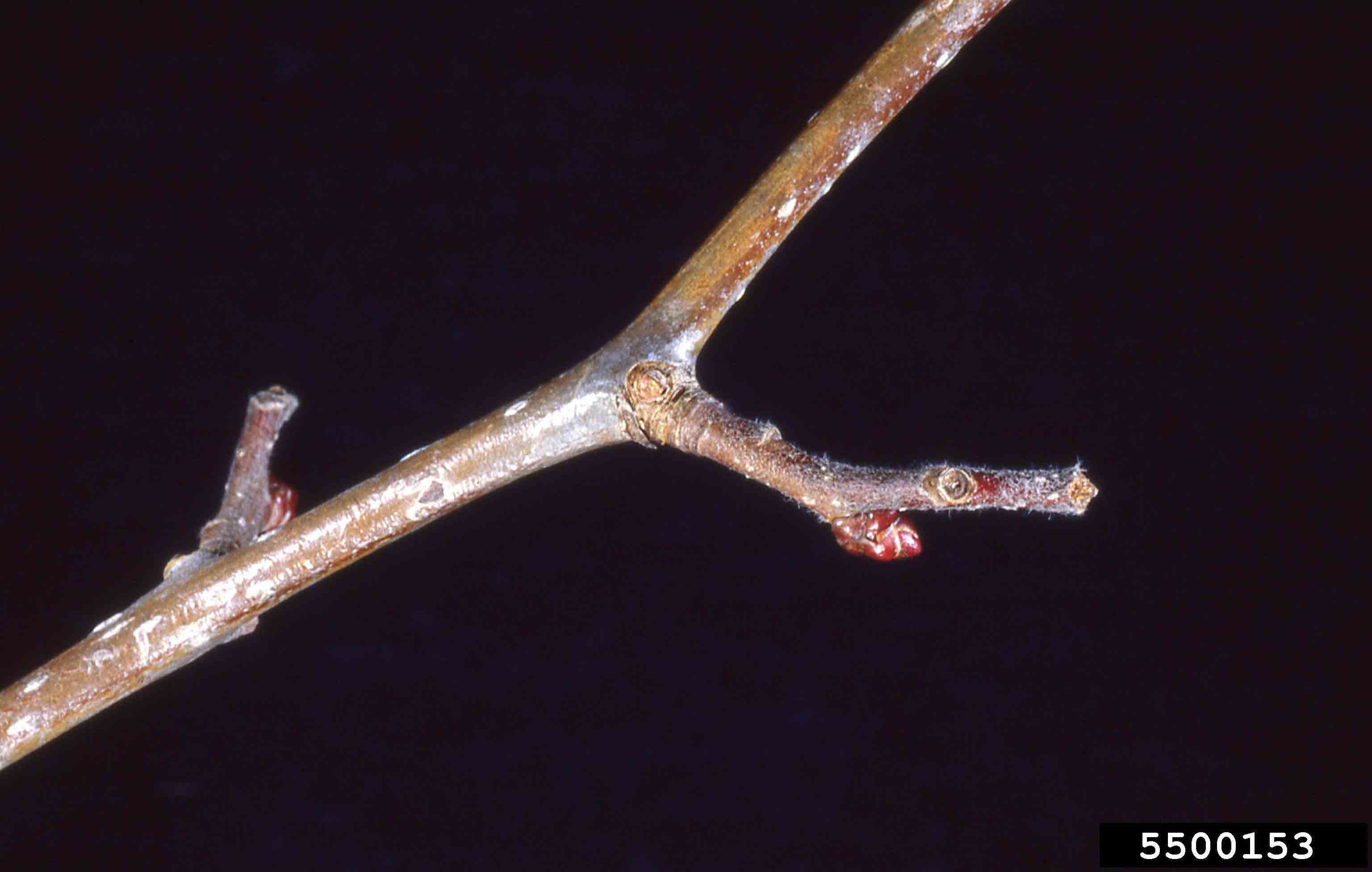 Glossy hawthorn twig with bud