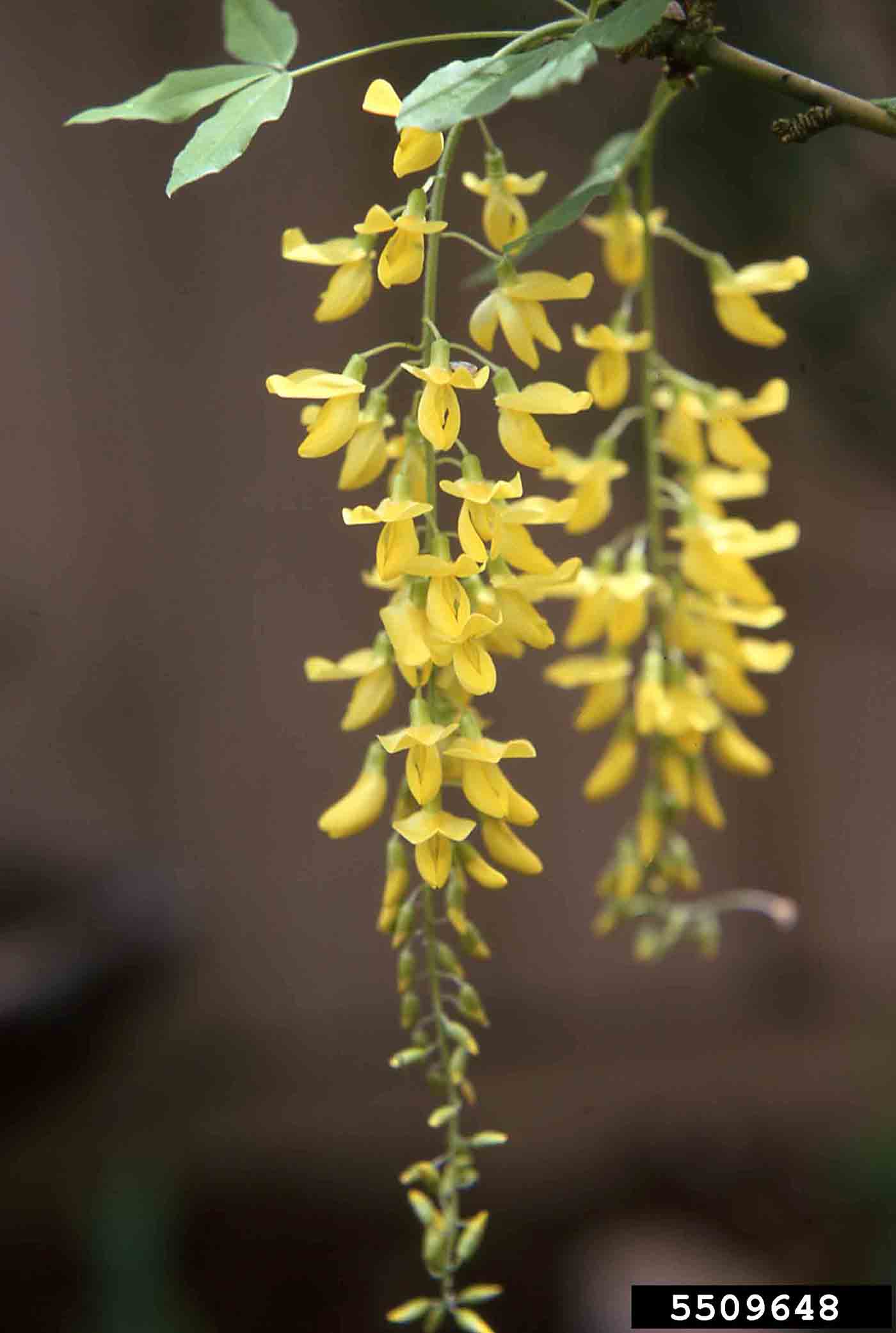 Golden chain tree flower