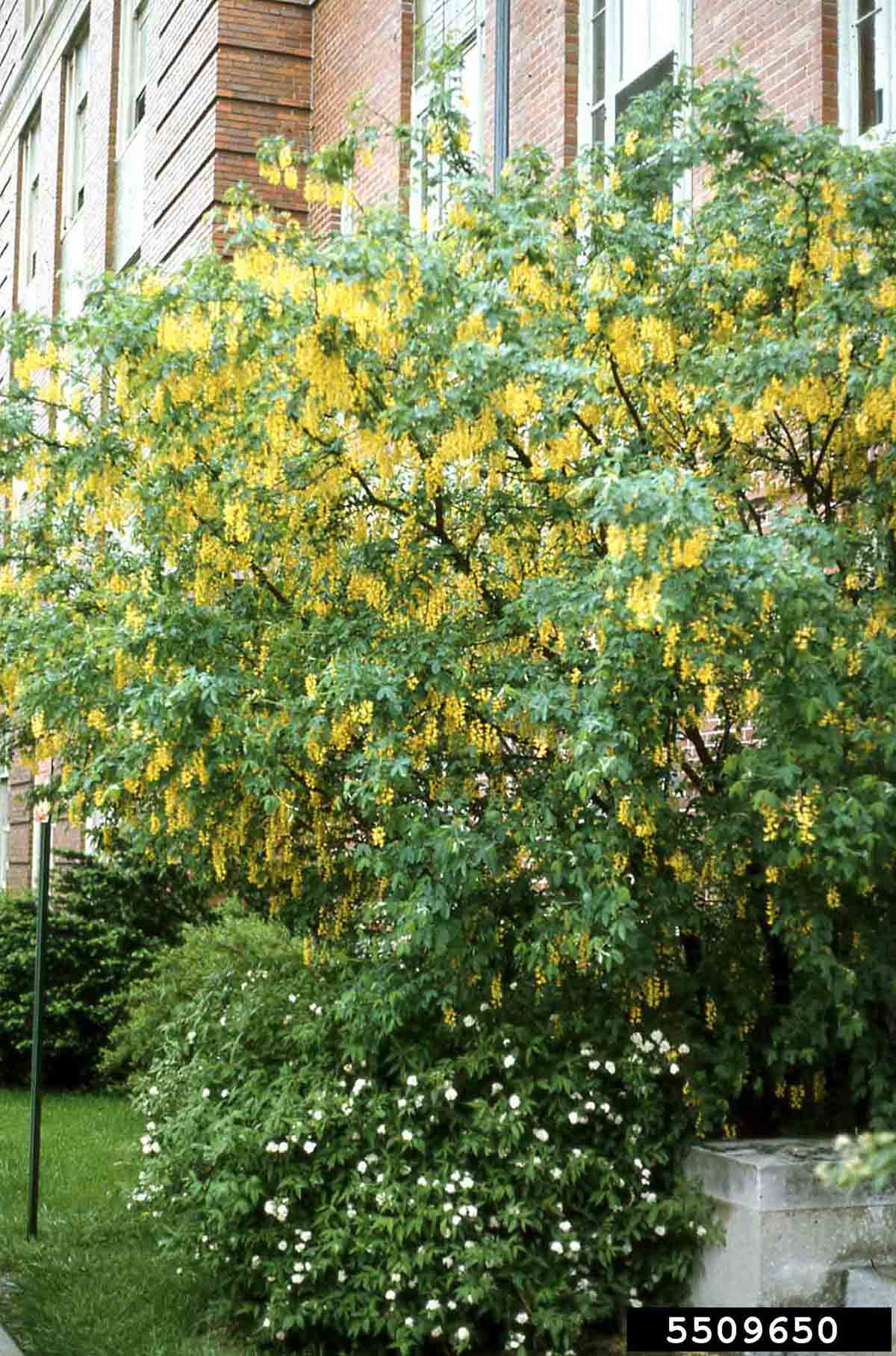 Golden chain tree flower