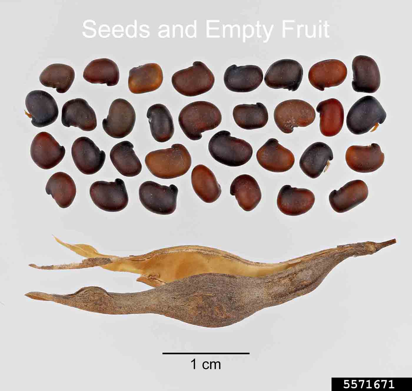 Golden chain tree fruit