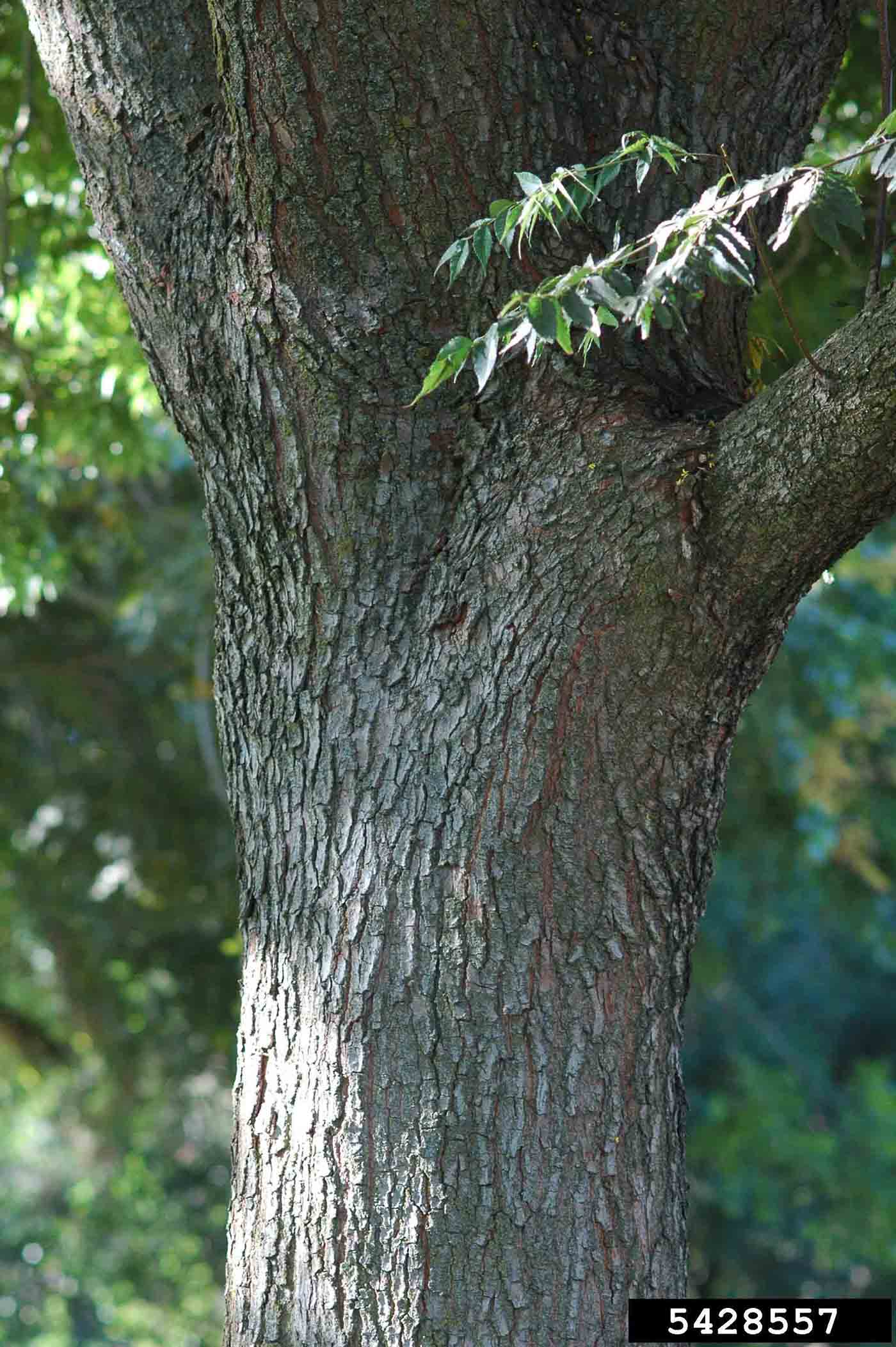 Golden rain tree bark