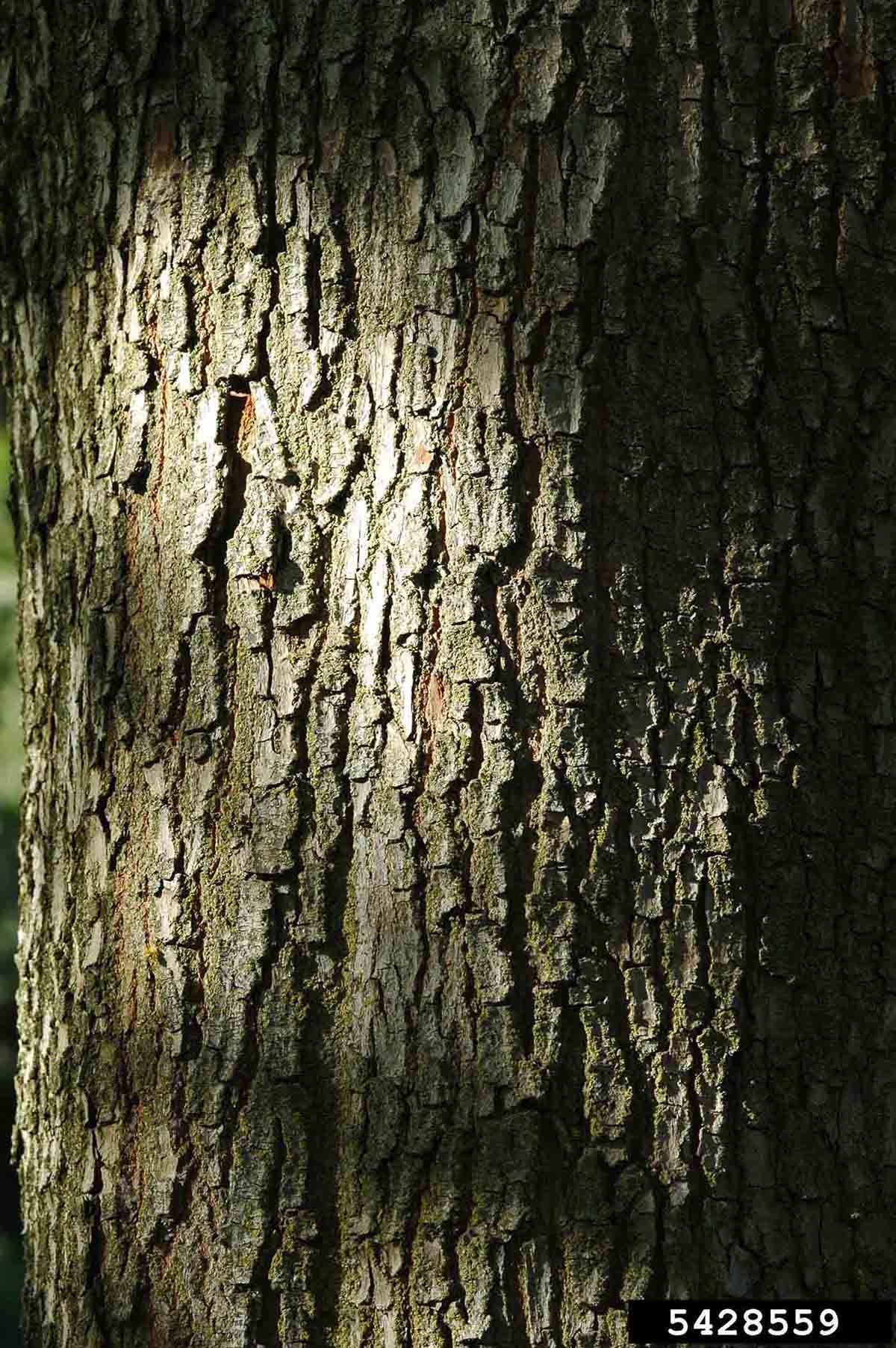 Golden rain tree bark
