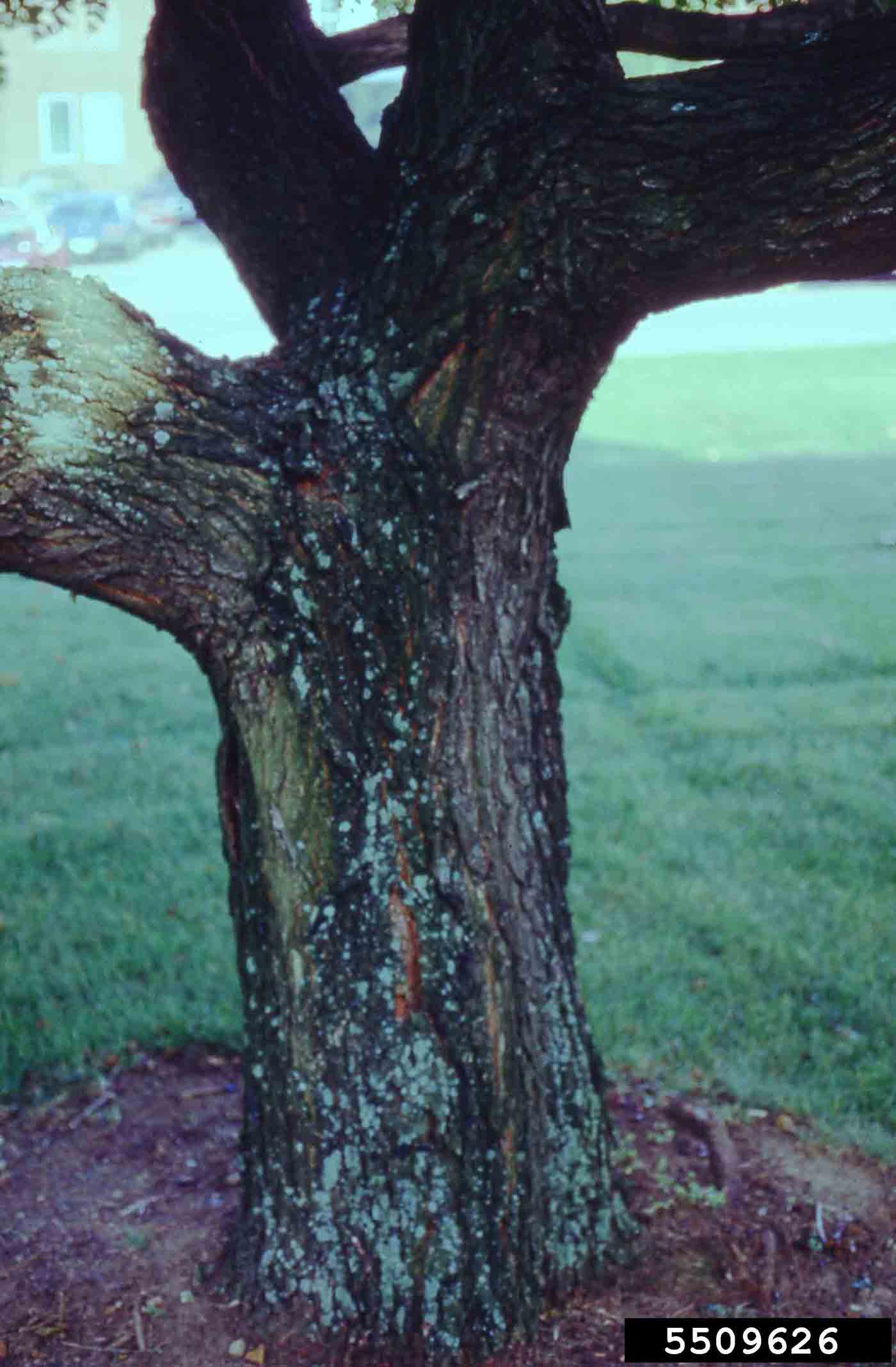 Golden rain tree bark