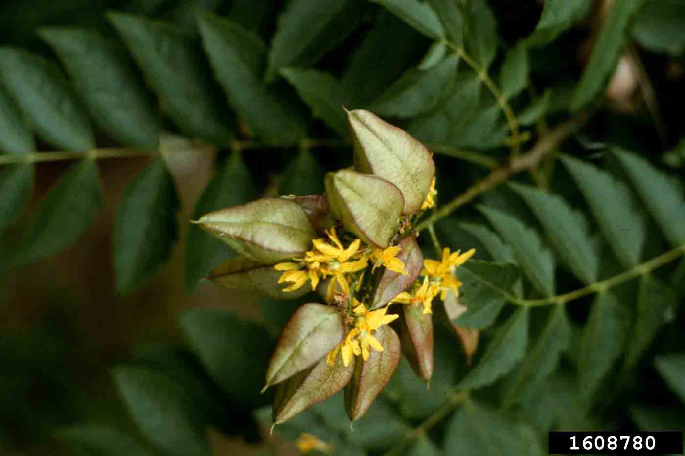 Golden rain tree flower