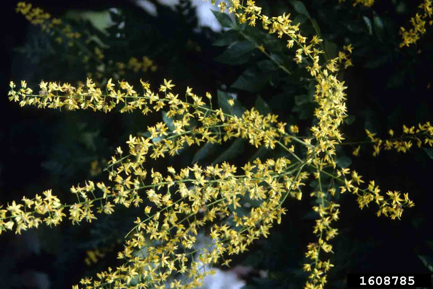 Golden rain tree flower