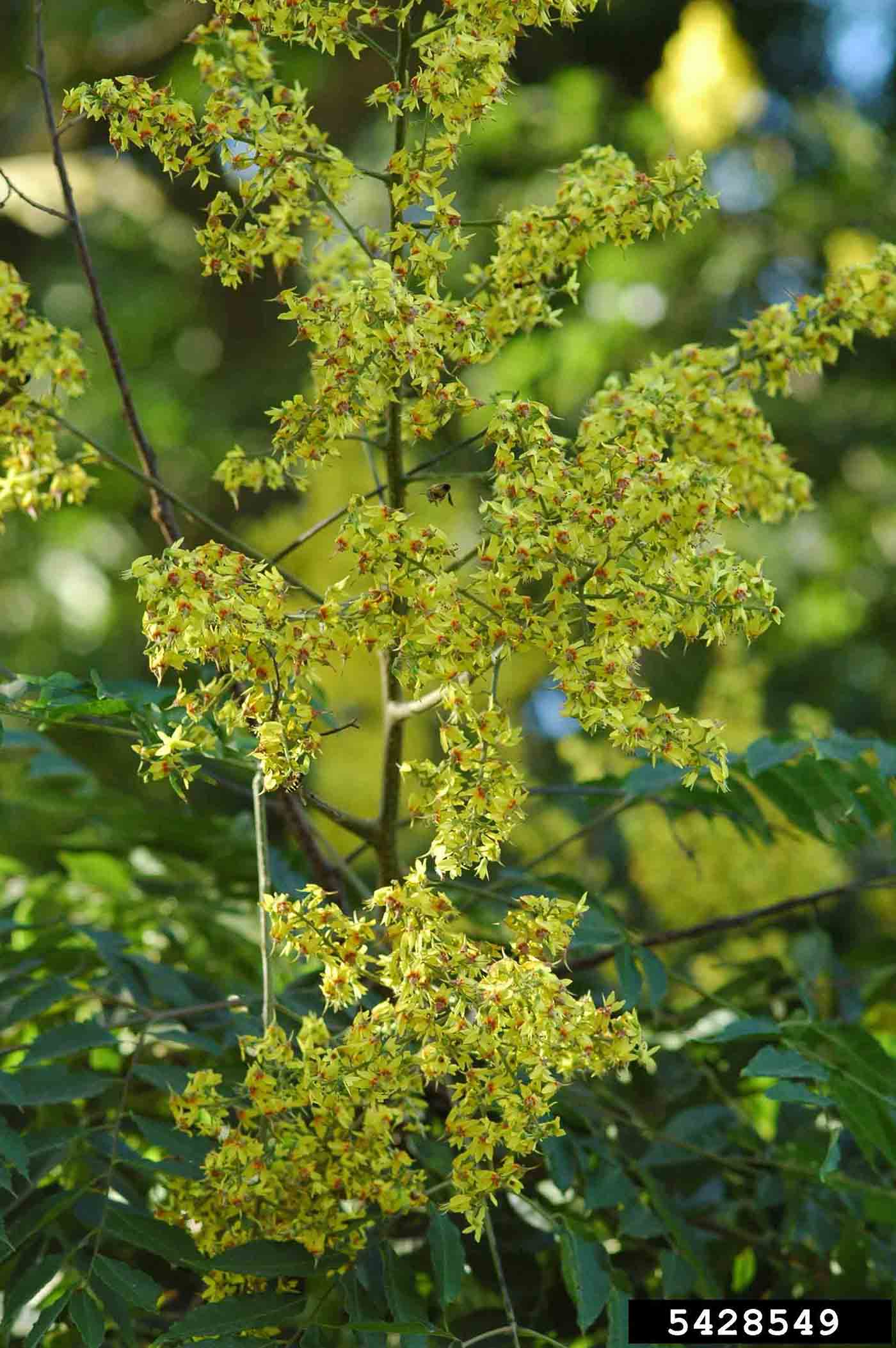 Golden rain tree flower