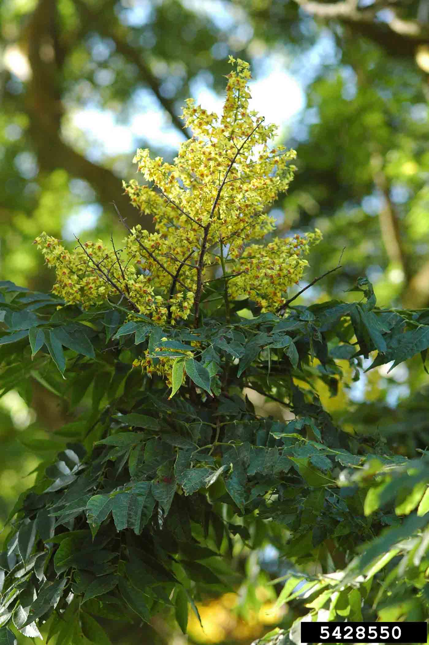 Golden rain tree flower