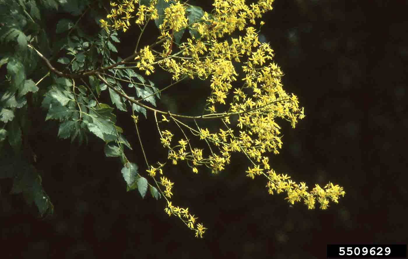 Golden rain tree flower