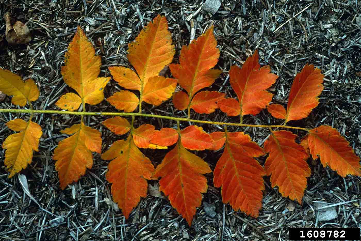Golden rain tree foliage