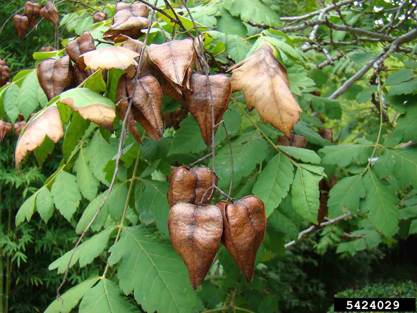 Golden rain tree fruit and pinnately compound leaves