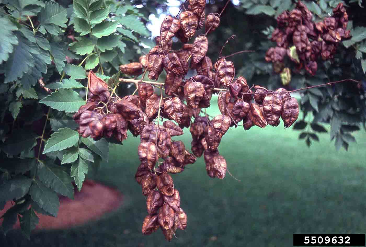 Golden rain tree fruit