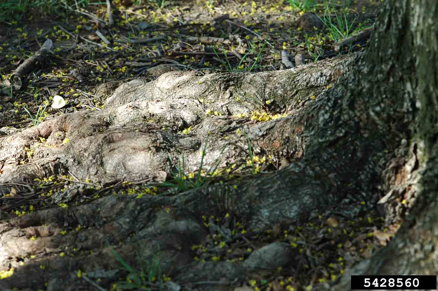 Golden rain tree root