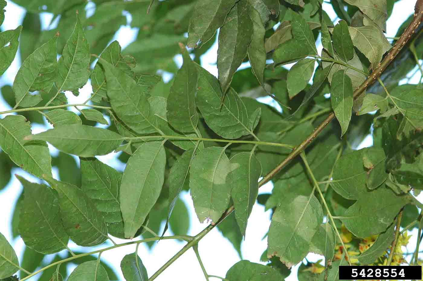 Golden rain tree stem