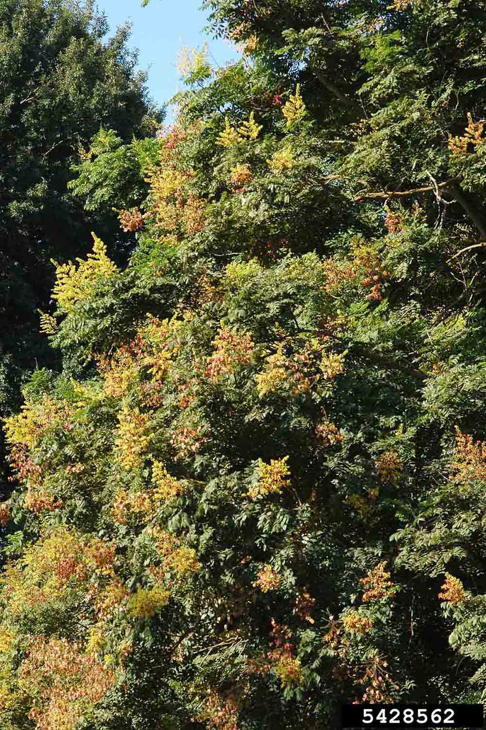 Golden rain tree