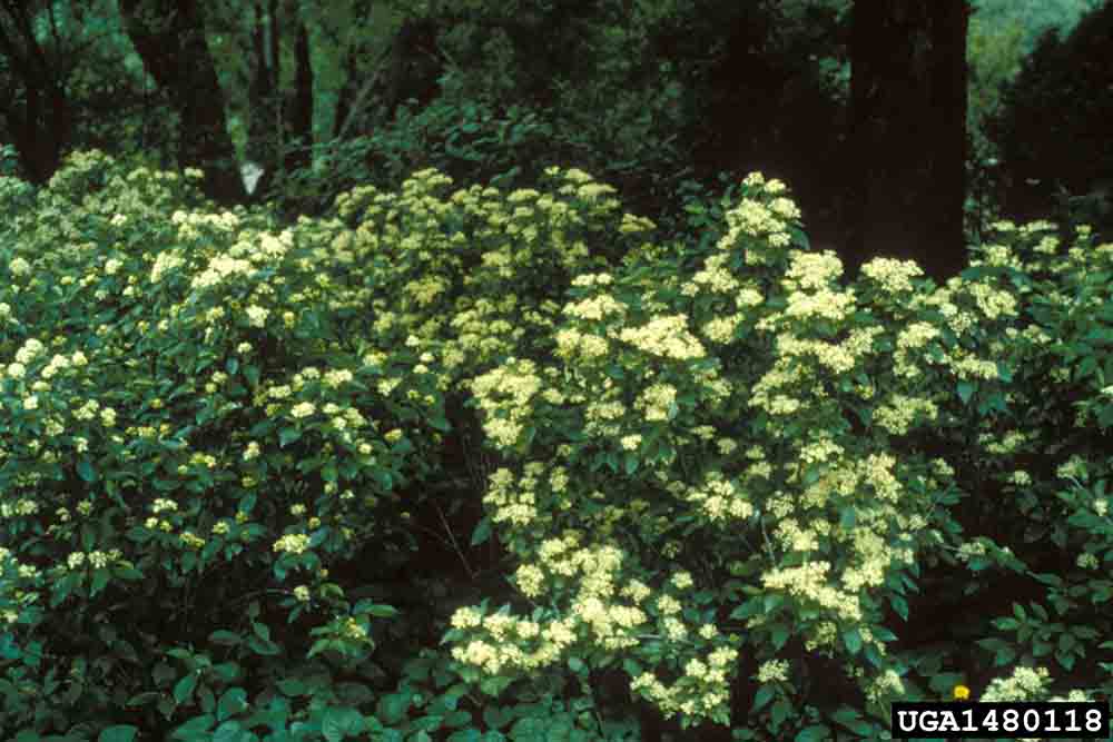 Gray dogwoods in bloom